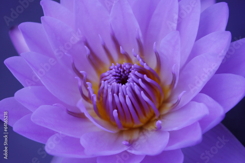 kwiat-lotosu-lub-lilia-wodna-w-fioletowym-kolorze