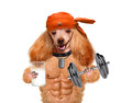 © Rasulov - Personal trainer dog with dumbbells and a whistle