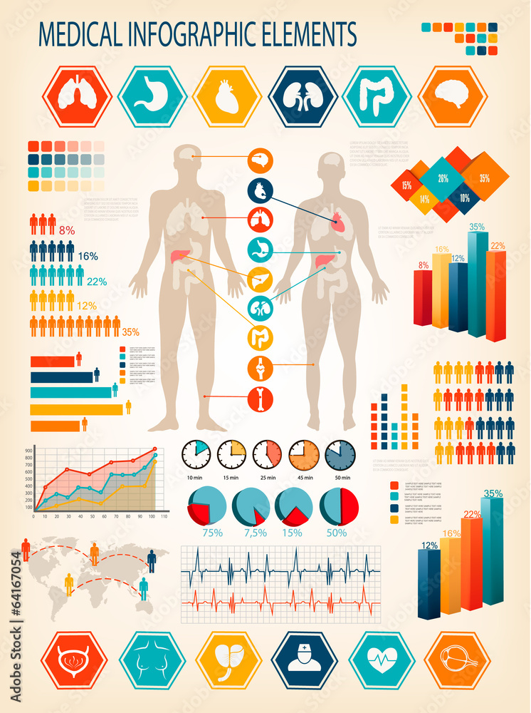 Body Composition Inforaphics Medical infographics elements. Human body with internal organs. Stock ...