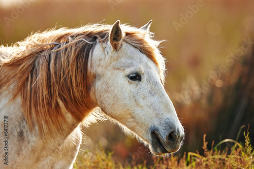 Board z aluminiowym obramowaniem Portret białego konia z camargue w podświetleniu