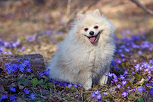 White Dog German Spitz Is Sitting On The Lawn In Colors
