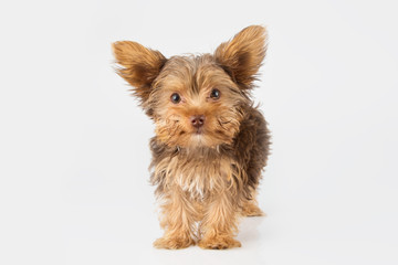 Yorkshire Terrier puppy standing in studio looking inquisitive w