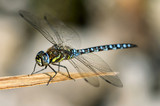 Libelle