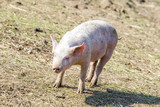 Fototapeta Zwierzęta - flock of pigs in a bio farm