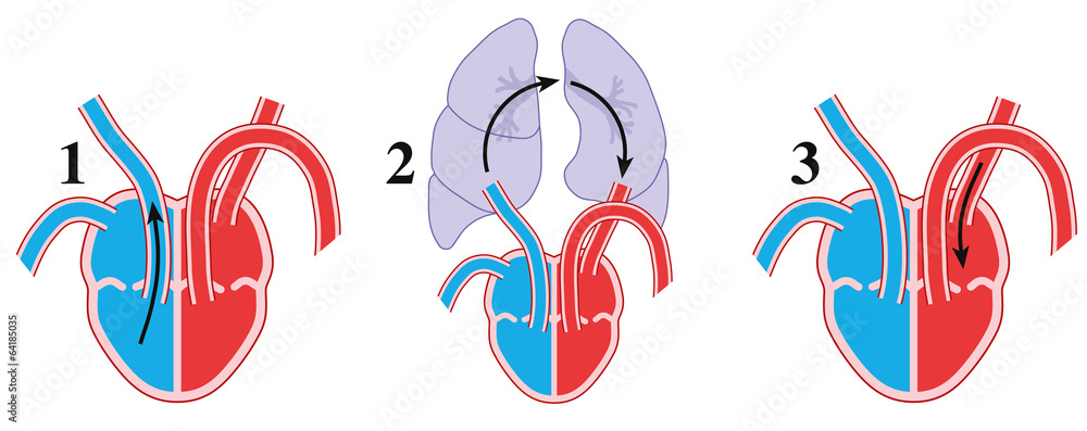 Pulmonary circulation Text Stock Vector | Adobe Stock