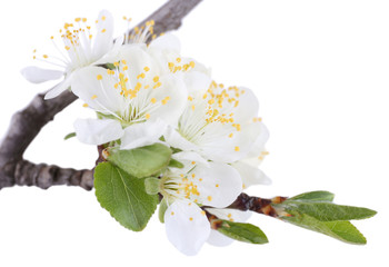 Blooming tree branch with white flowers isolated on white