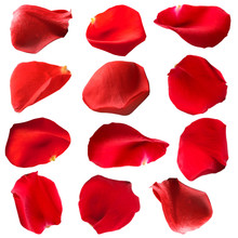 Beautiful Red Rose Petals, Isolated On White