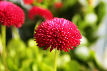 Sticker - beautiful marguerite flowers, outdoors