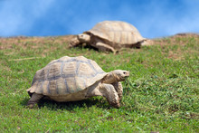 Two Large Tortoises