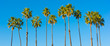 A row of palm trees with a sky blue background