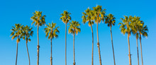 A Row Of Palm Trees With A Sky Blue Background
