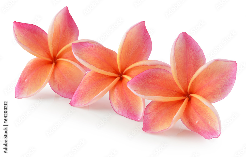 pomaranczowe-kwiaty-plumerii-na-bialym-tle