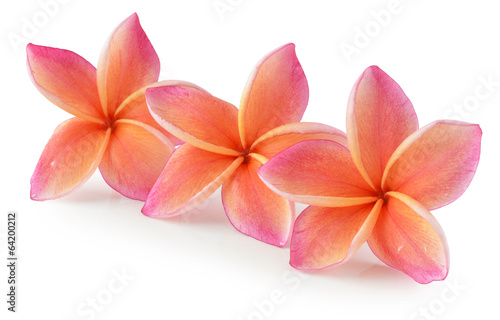 Naklejka - mata magnetyczna na lodówkę colorful plumeria flower isolated on white