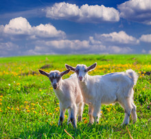 Two Goats On A Green Lawn At Summer
