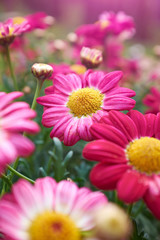 Fotomurales - Daisy flower - Spring flower close up