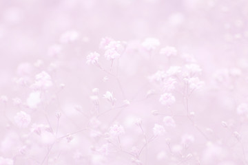 light pink floral background of gypsophila paniculata