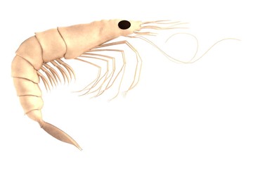 Poster - realistic 3d render of crustacean - shrimp