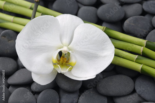 Fototapeta do kuchni White orchid and thin bamboo grove –gray stones background