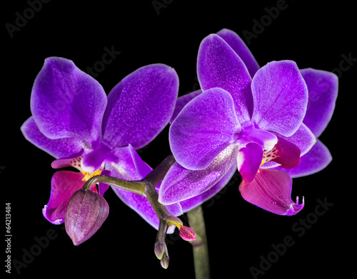 Plakat na papierze fotorealistycznym Ciemne bzy orchidea kwiaty na czarnym tle