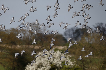 Sticker - Stock dove, Columba oenas