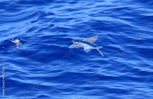 Fotomural Yellow-wing flyingfish (Cypselurus poecilopterus) flying in Japa