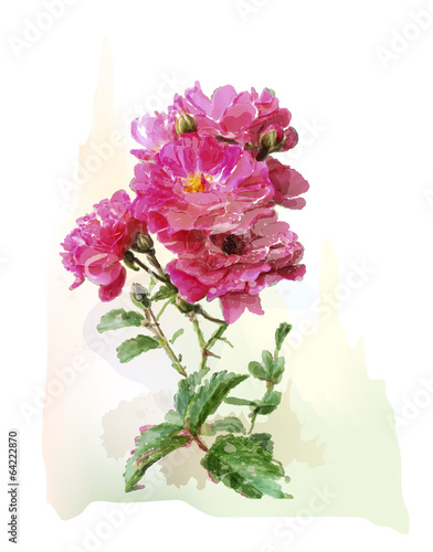 Plakat na zamówienie watercolor illustration of the pink roses