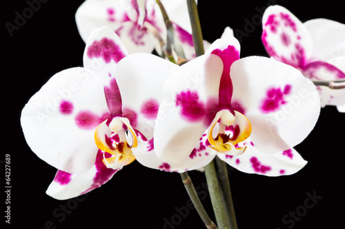 Plakat na papierze fotorealistycznym Biała orchidea