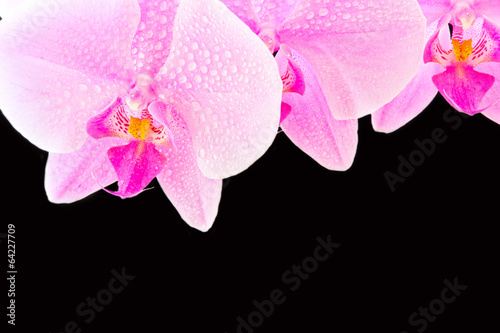 Plakat na papierze fotorealistycznym Różowa orchidea
