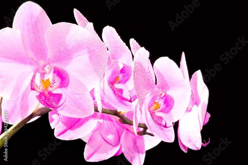 Plakat na papierze fotorealistycznym Różowa orchidea