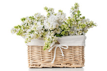 White Lilac Flowers In A Basket Isolated
