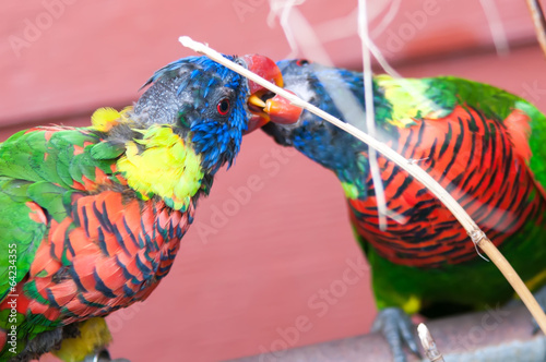 Board z aluminiowym obramowaniem Tęczowy lorikeet papuga trichoglossus haematodus