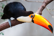 Toucan (Ramphastos Toco) Sitting On Tree Branch In Tropical Fore