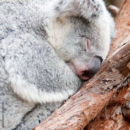 Obraz na płótnie canvas Adorable Miś koala biorąc drzemka spanie na drzewie