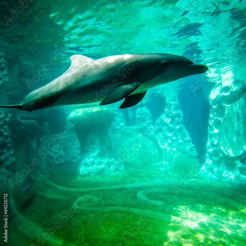 Naklejka samoprzylepna Delfin pozowanie do zbliżenia kamery