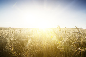 Wall Mural - Wheat field on a Sunset.