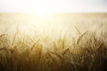 Canvas Print - Wheat field on a Sunny day.