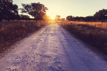 Wall Mural - Road in field