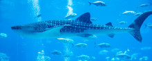 Whale Sharks Swimming In Aquarium With People Observing