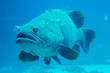 giant grouper fish looking at diver