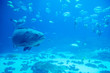 giant grouper fish looking at diver