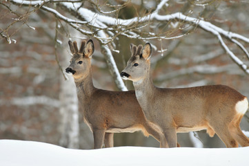 Wall Mural - Roe deer in snow