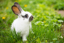 Rabbit In Green Grass