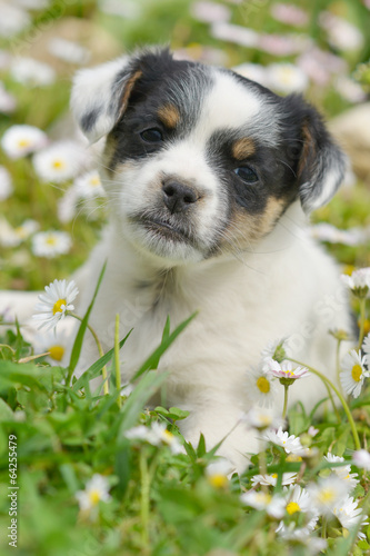 Obraz w ramie chiots mignons dans la prairie au printemps