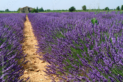 Board z aluminiowym obramowaniem Valensole prowansja francja pola lawendy kwiatowej