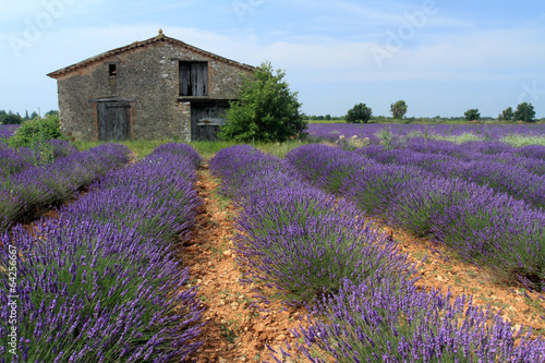 Board z aluminiowym obramowaniem Valensole prowansja francja pola lawendy kwiatowej