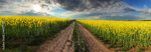 Tapeta ścienna Panorama - zachód słońca nad pole rzepak ze ścieżką na Słowacji