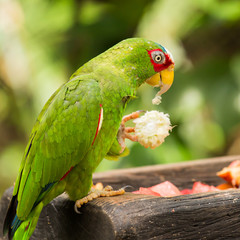 Sticker - Portrait of White-fronted Parrot