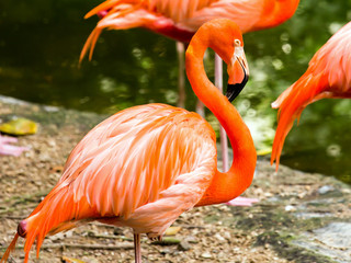 Wall Mural - Portrait of American Flamingos