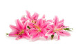 © ksena32 - pink lily isolated