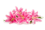 pink lily isolated